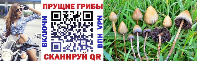 blacksprut как войти  Междуреченск  Галлюциногенные грибы ЛСД 